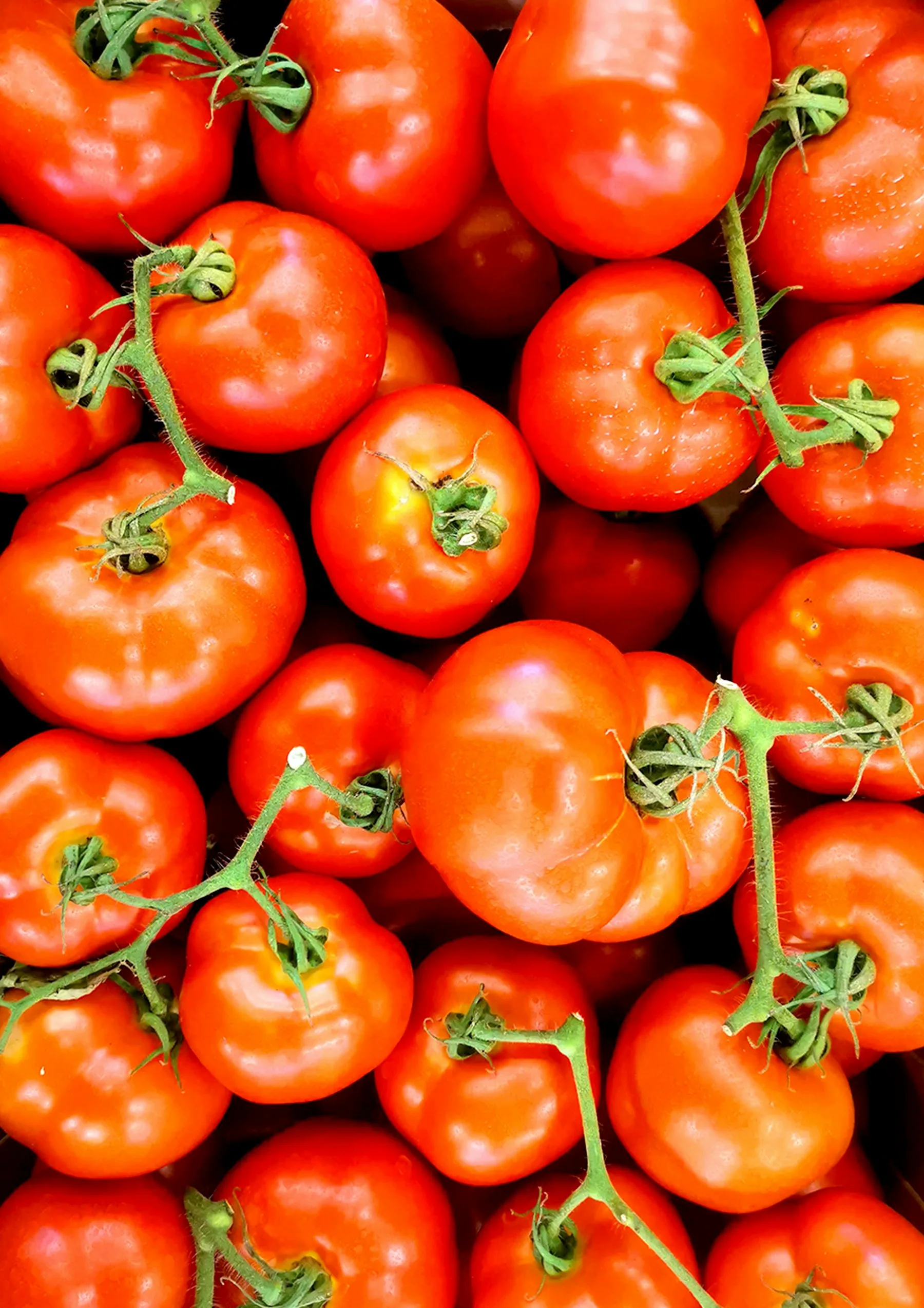 Frische Strauchtomaten – Beispielbild